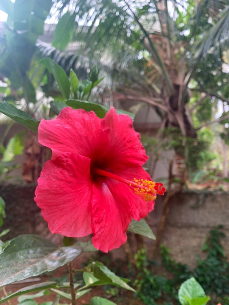 anilbhatortho's tweet image. #TeamCoffee Good morning 🌞