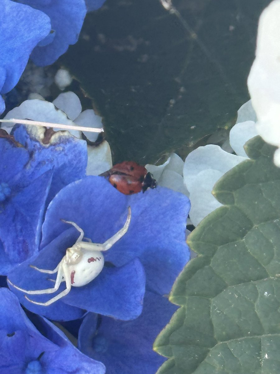 WhimsicalFarmgr's tweet image. Crazy!!! Do spiders eat ladybugs? 🤔 Lady was fast and had no idea what she was next too!