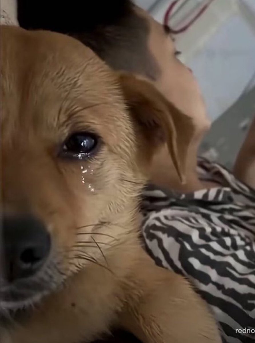cleytu's tweet image. a maior tristeza do mundo é a tristeza de um domingo a noite