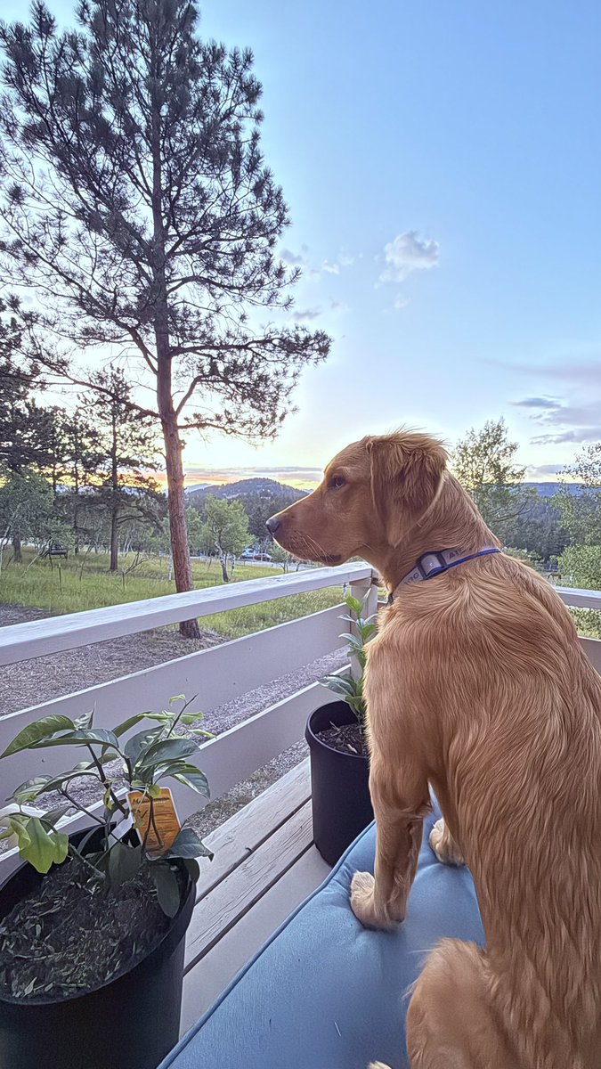 TheOSUBuckeye09's tweet image. The pines they whisper, dusk draws near,
I guard this porch with sharpened ear.
The mountains hum a song I know,
A secret tune where sunsets glow.
I simply listen, just breath and breeze,
And quiet truth beneath the trees.
#GoldenHour #DogPoetry #SunsetGuard #goldenretriever