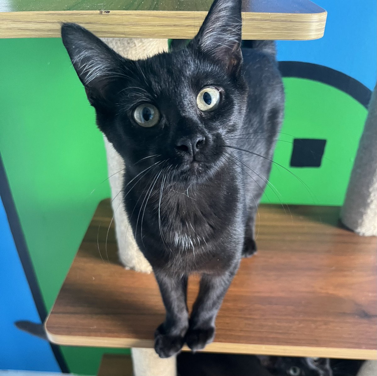 We added several of our kittens who are now ready for adoption— the Lil’ Cheeses (finally!) and Freya &amp; Kuja, some of the first little faces we helped out of the Final Fantasy colony. All can be adopted as pairs or solo! Located in Elkton, MD. Apply at crits4cats.petfinder.com