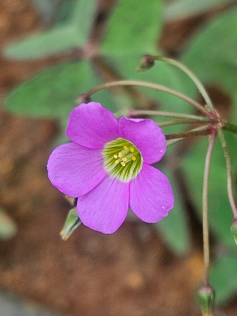 yoursarijit's tweet image. Good morning friends. Have a lovely start to a new week ...
#GoodMorningXFriends #GoodMorningTwitterWorld #arijitlens #FlowersOnX #theme_pic_India_flowers