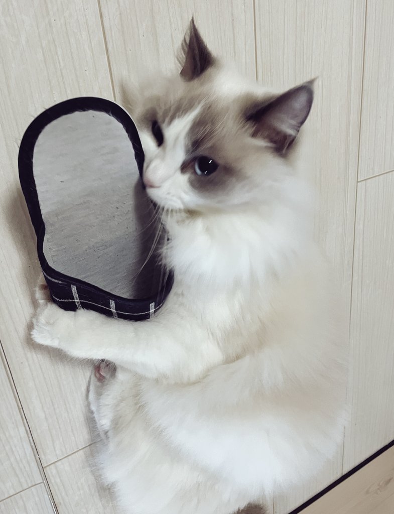 ใใฃใใ๐ผใฉใฐใใผใซ (@ragdoll_love2) on Twitter photo ในใชใใๅฅฝใโช ในใชใใๅฅฝใโช
