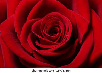 Rose is associated with 4th house or rridaya kosha or heart sheath 🌹🌹

 Rose is called by various names in Samskrutam 
🌹Shatapatri:One with 100 petals.
🌹Taruni meaning youthful or vibrant girl.
🌹Gandhadya:Having good fragrance.

1/3