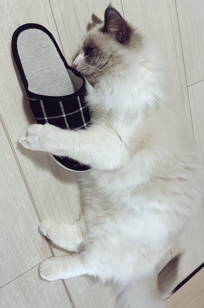 ใใฃใใ๐ผใฉใฐใใผใซ (@ragdoll_love2) on Twitter photo ๆฑใใใพใพๅฏใกใใฃใ๐
 ๆฑใใใพใพๅฏใกใใฃใ๐