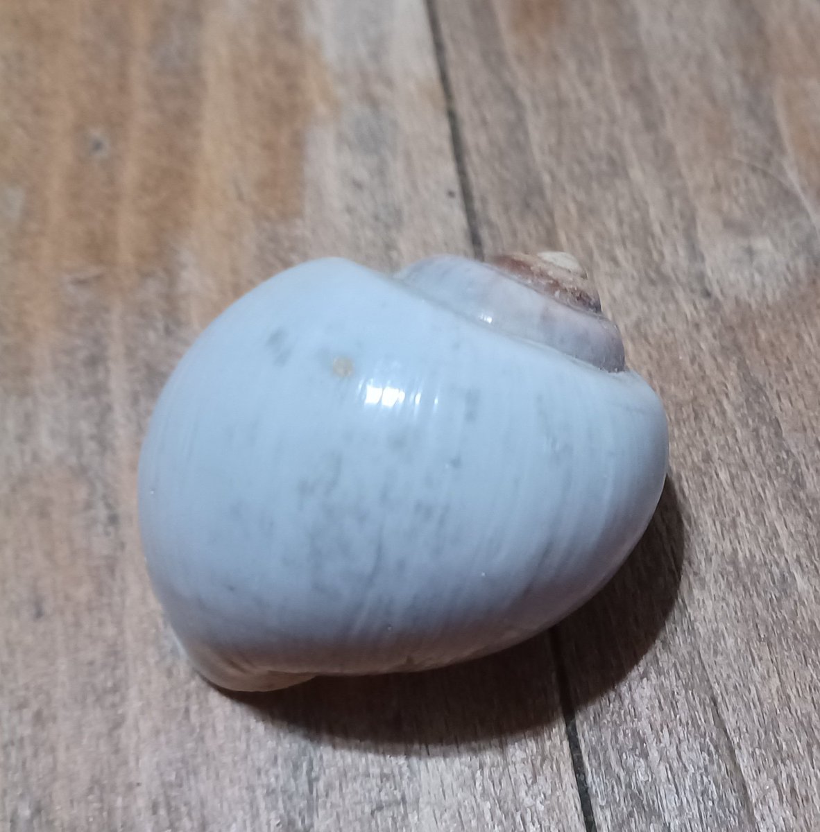 Amazingthrifts's tweet image. Check out #RiceField #SnailShell - Natural Shell 1.5" ebay.us/m/tj0PbQ #eBay via @eBay