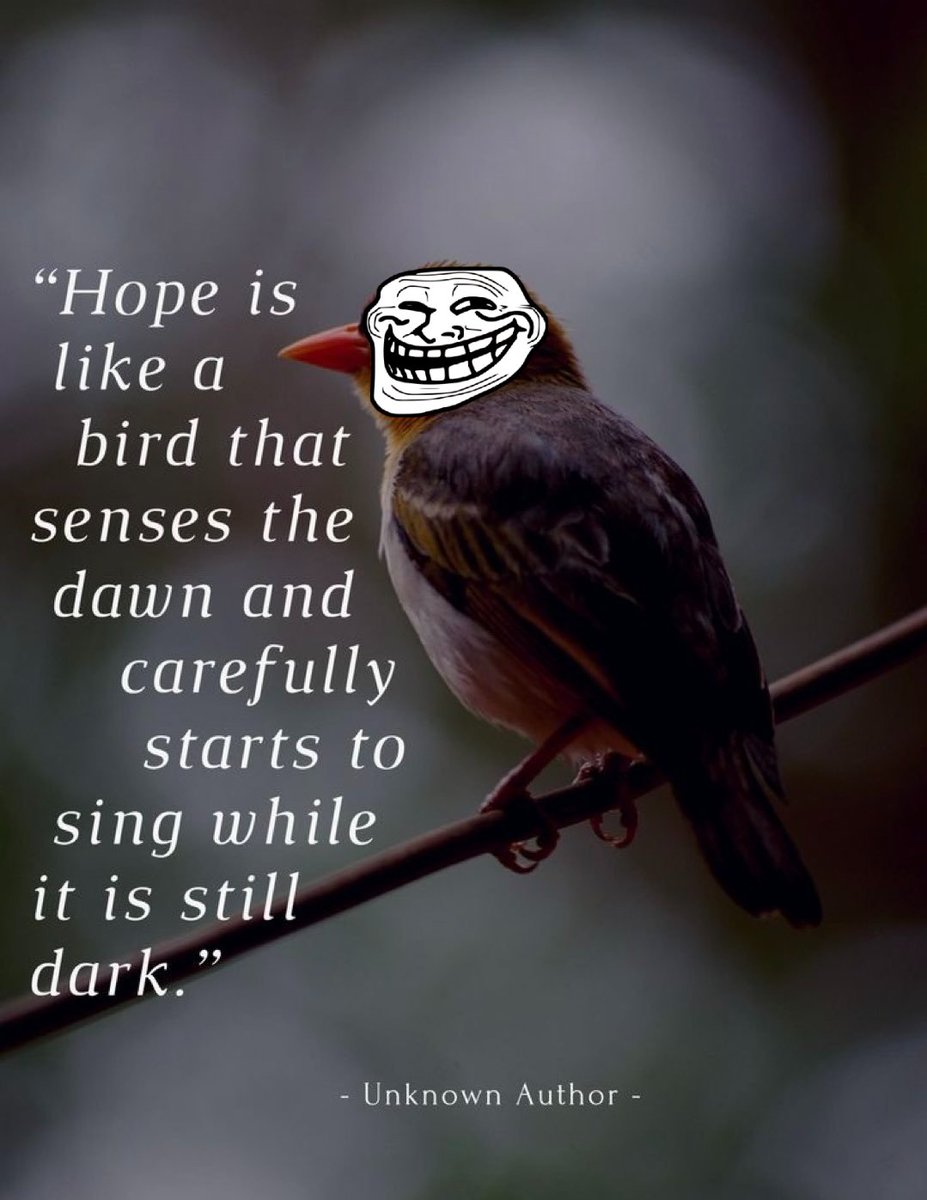 stelladvm's tweet image. I am going to name my new pet bird $TROLL. Didn't need a whole bunch of hope as we had so much conviction. Still do. But a little hope goes a long way. @trololol_io @_Shadow36