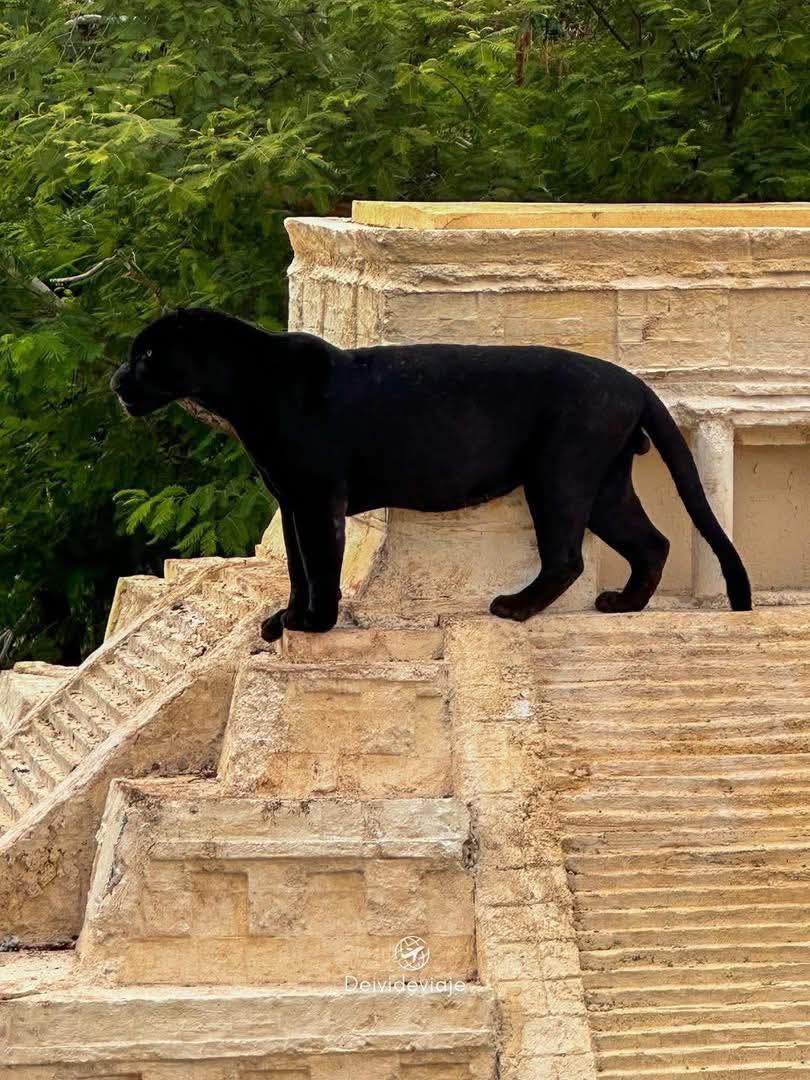 #Yucatán | ¡MAJESTUOSA! Pantera negra en la cima de una pirámide en el felinario de #Animaya ❤️😍🐆
