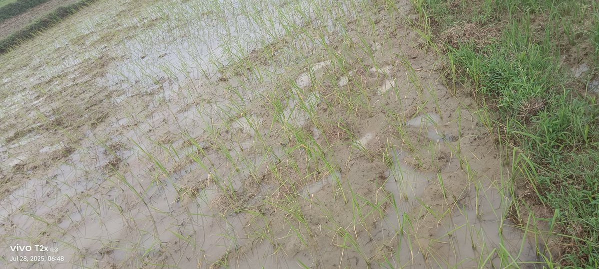 Sunilbehera95's tweet image. ଆପଣ କେବେ ଏମିତିଆ ବିଲ ମାଳର ହିଡରେ ଚାଲିଛନ୍ତି ଏହା ଏକ ନିଆରା ଆନନ୍ଦ ମିଳେ ଫିରିଡି ଚଢ଼େଇ ର ସ୍ଵର ମେଘୁଆ ପାଗ ବୁନ୍ଦେ ବୁନ୍ଦେ ବର୍ଷା ପଡ଼ୁଥିବ ପାଣି ବଢ଼ିର ଖଦ ଖଦ ଶବ୍ଦ ଆଉ ବେଙ୍ଗୁଳଲି କେଁ କଟର ରଡି ଓଃ ସତେ ଯେମିତି ଭୂସ୍ୱର୍ଗ ଏଇଠି ଏହାର ଆନନ୍ଦ ଚକାଚକା ସହର୍ କେବେ ଦେଇ ପାରିବ ନାହିଁ! 🥰
#ଗାଉଁଲି_ଜୀବନ
#ଚାଷବାସ
#ଗାଁ_କଥା