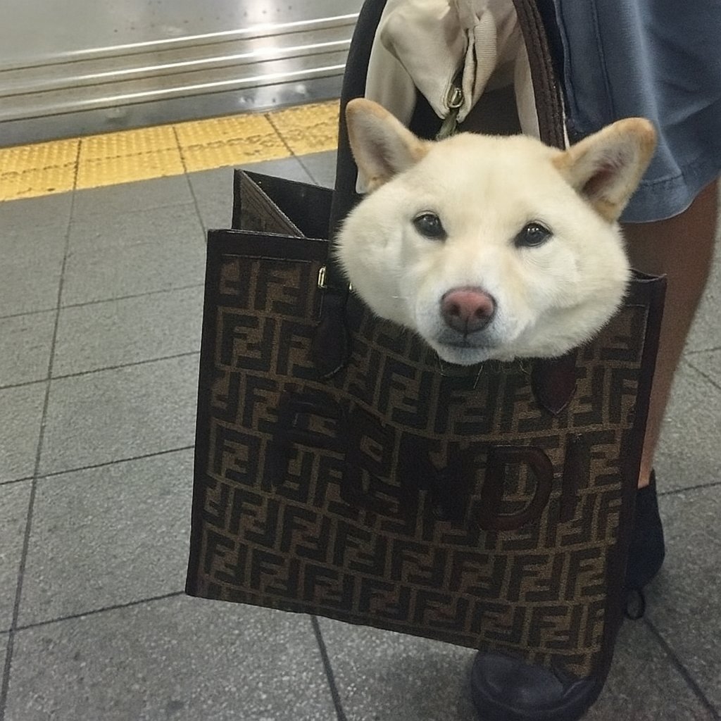 Chasing_Memes's tweet image. just a dog in a $bag