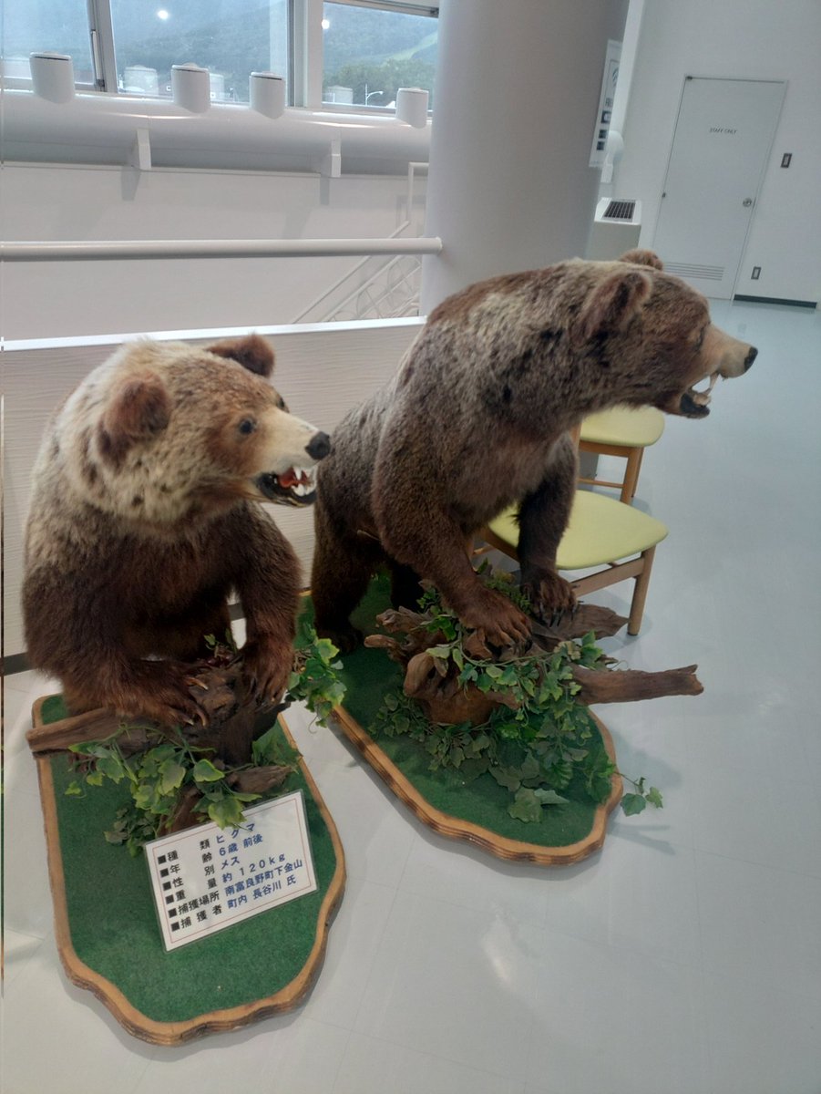 toshiki_itakura's tweet image. イトウとヒグマ