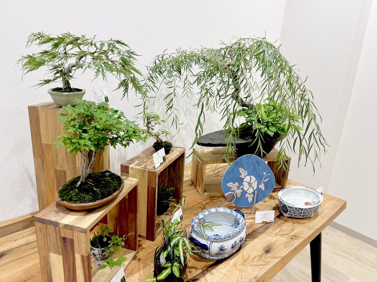 清香園美術盆栽 : 日本の粋、江戸の粋 定価10，476円 盆栽 本