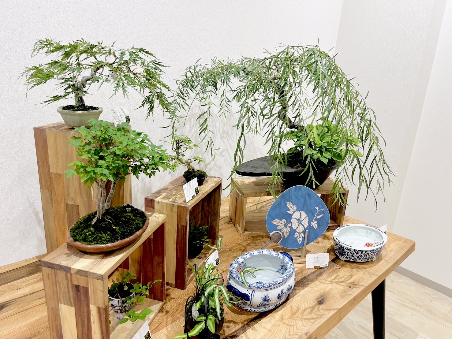 彩花　盆栽鉢　丸 盆栽清香園 彩花盆栽教室 (@bonsaiseikouen) / X