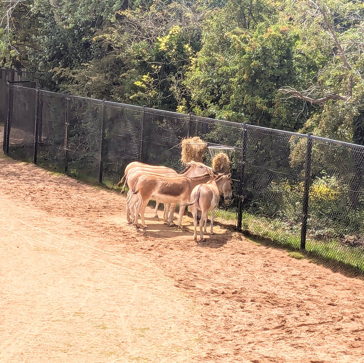 Chester Zoo photo dump 2025 🦒🐘🦁

📸 🧵