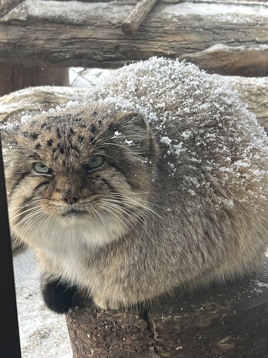 mucctk9655's tweet image. ボル君☃️🌈
#ボル
#マヌルネコ
#那須どうぶつ王国