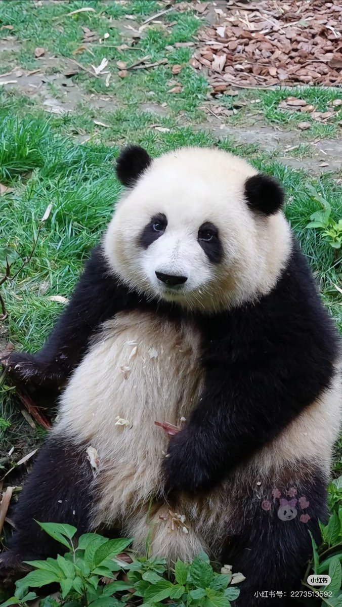 PandaImina's tweet image. 🥺