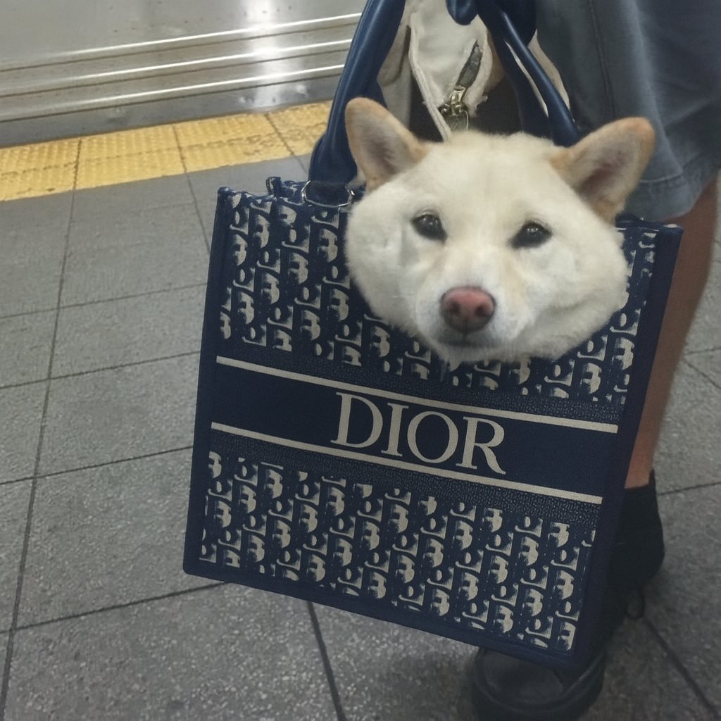 Chasing_Memes's tweet image. just a dog in a $bag