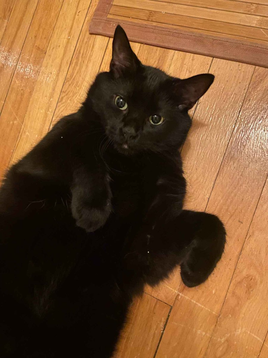 FPX500's tweet image. this my mom&apos;s cat
he&apos;s really pudgy and cute