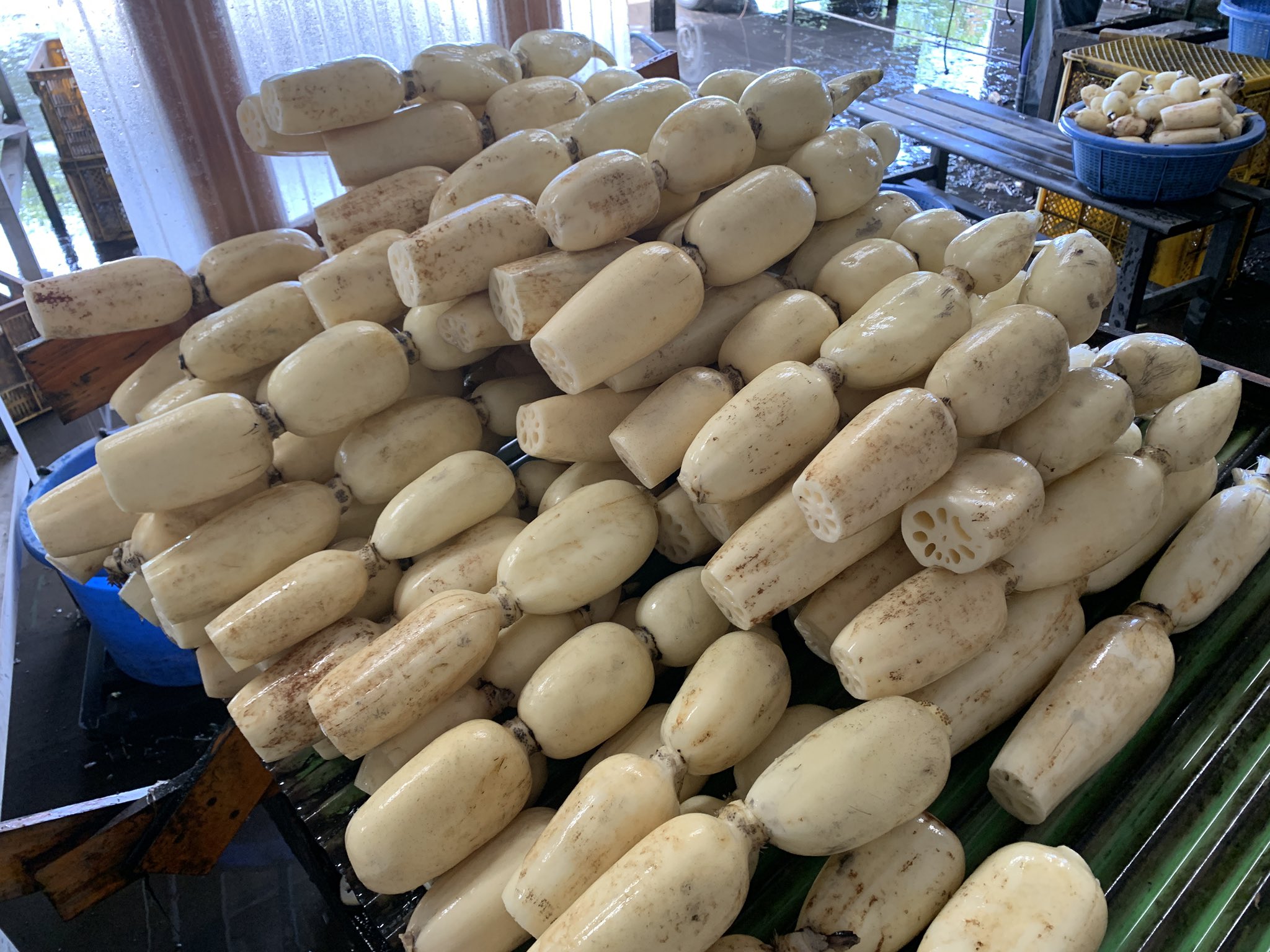 れんこん 岡田功一 (@kouichi.okada927) • Instagram photos and videos