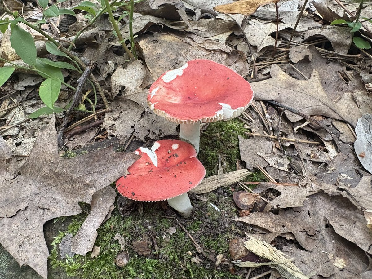 puttsandmutts's tweet photo. I found so many neat mushrooms scattered throughout Banning State Park today #FungusAmongUs #Mushrooms #BanningStatePark https://t.co/HdHoYmkQJr