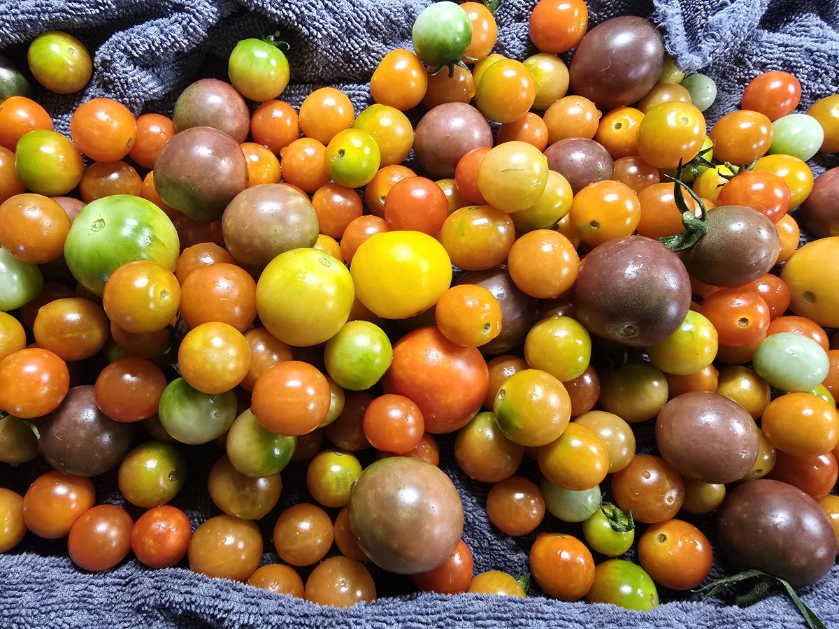 Apothecary Farm tweet media