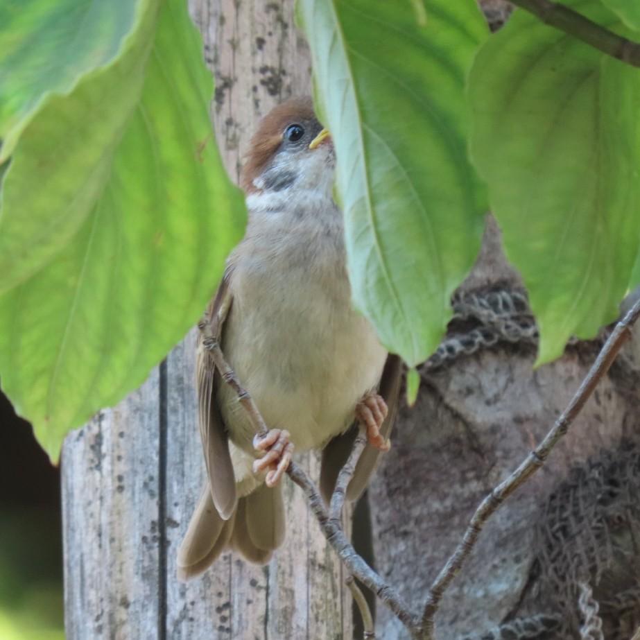 easteaglechun3's tweet image. おはようございます🐦️
今日もいい一日をお過ごしください
#ちゅん活 #すずめ #bird #時間がない #すずめさん追っかけすぎたので笑