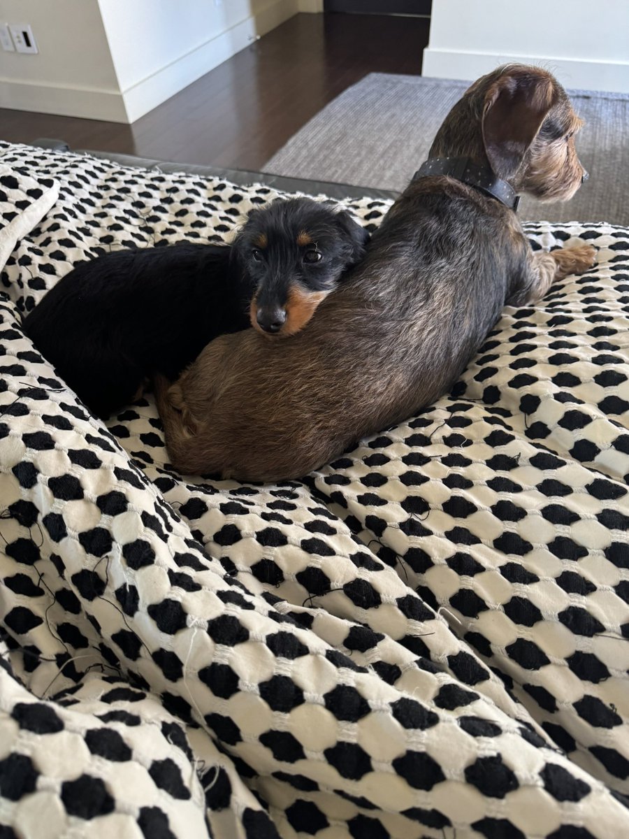 It took a little time, but now our puppy and senior dog are absolutely inseparable. Watching them snuggle up together melts me every time. 🐾💤