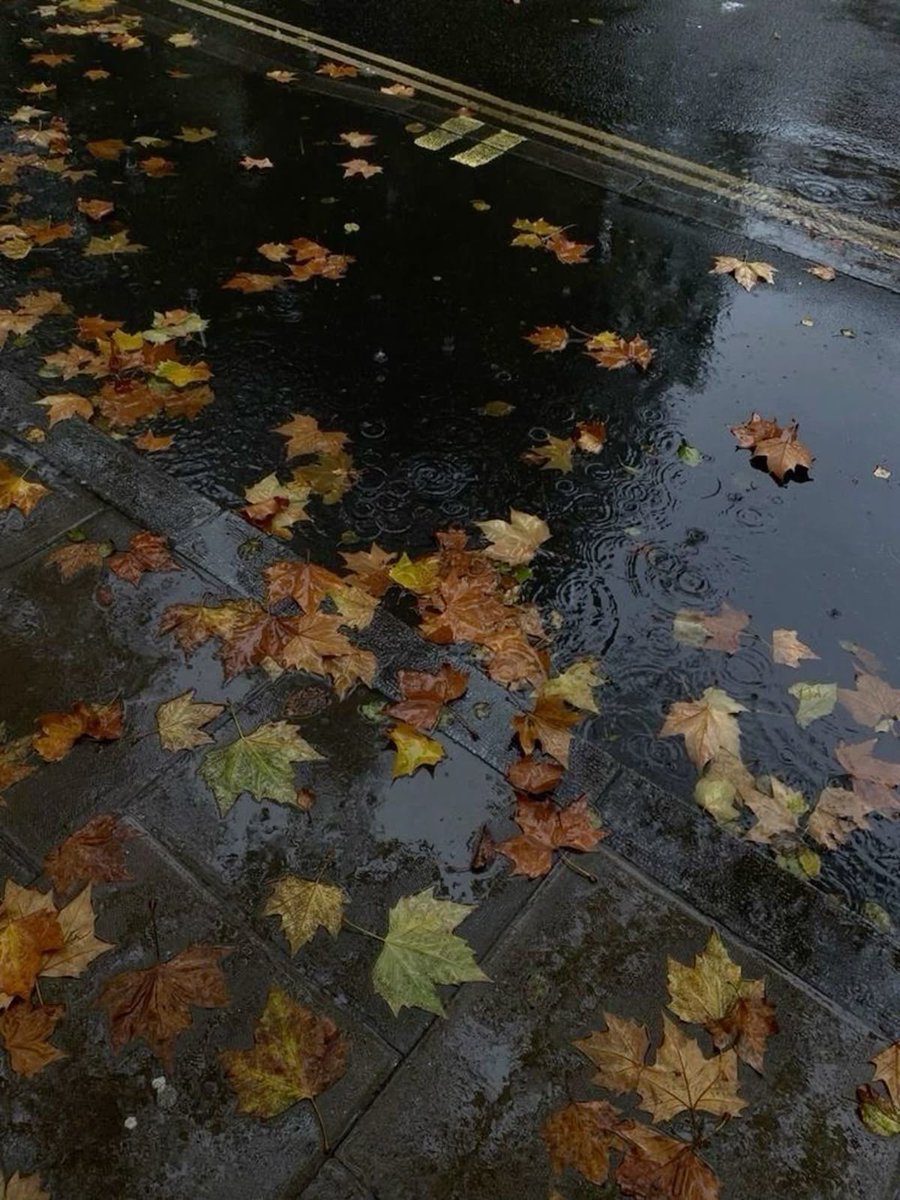 deerlycals's tweet image. mood for autumn