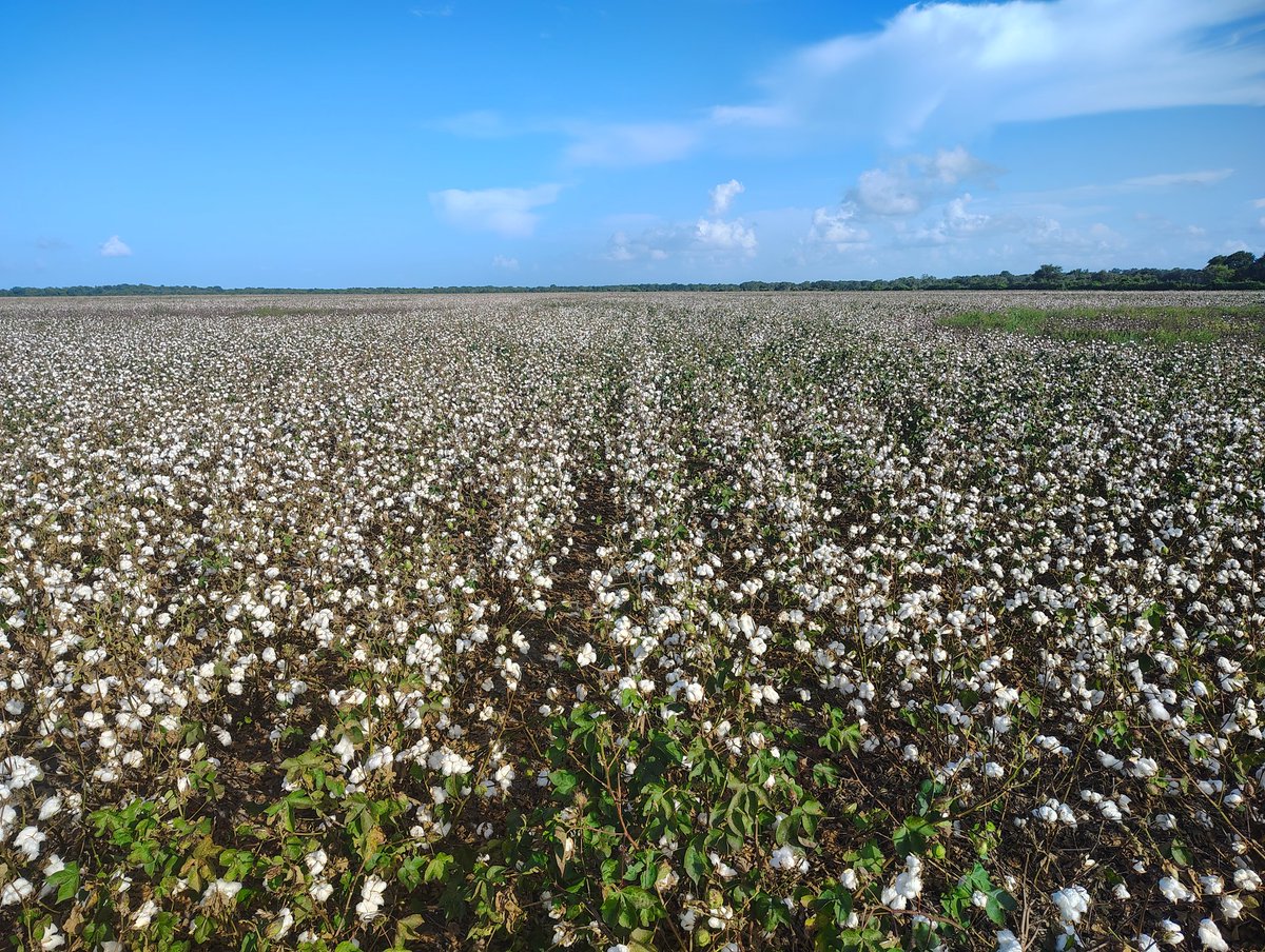 Douglas (@tripledfarms616) on Twitter photo Phytogen 137 looking pretty good. Fingers crossed for hot and dry harvest weather. <a href="/PhytoGenCotton/">PhytoGen Cottonseed</a> Phytogen 137 looking pretty good. Fingers crossed for hot and dry harvest weather. <a href="/PhytoGenCotton/">PhytoGen Cottonseed</a>