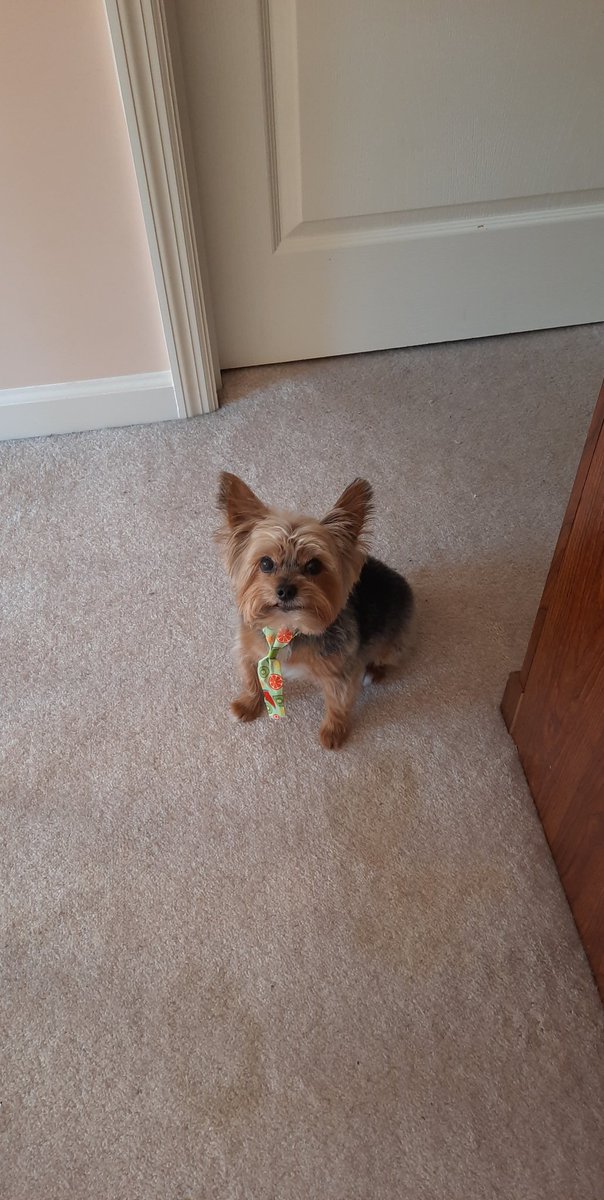jokerale's tweet photo. Tragedy once again struck our family. Today, our sweet little 12 year old Yorkie, Harley, was killed senselessly. We will miss you bubby, and we'll see you on the other side of the rainbow bridge. https://t.co/0qJaOurf5z