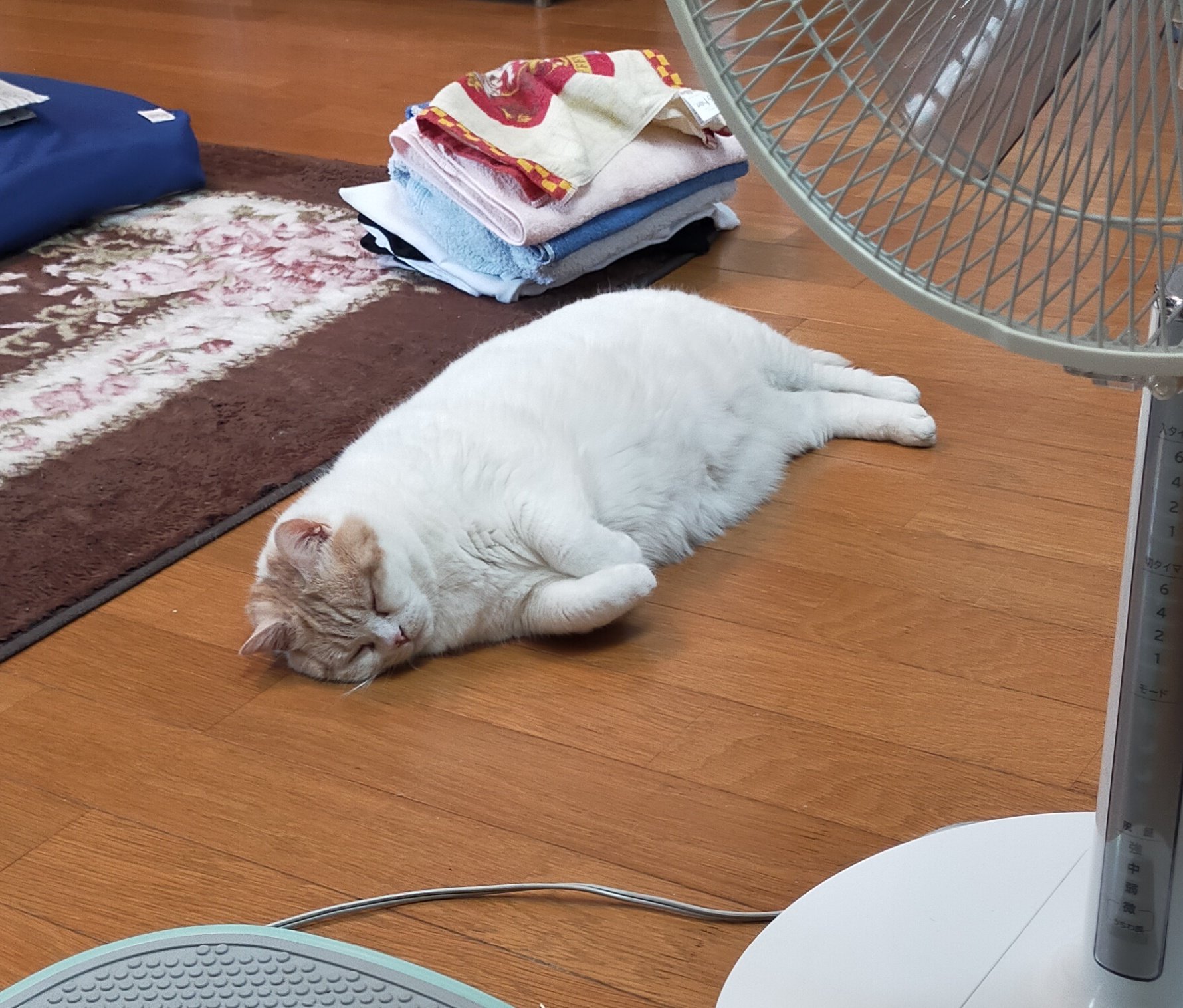 まさにゃん ybc527394003.jpg