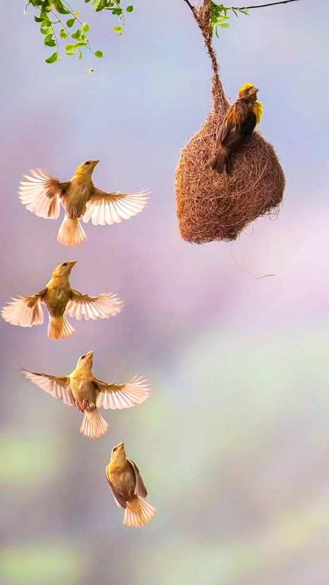 SalehaAzhar5's tweet image. Love birds 🐦