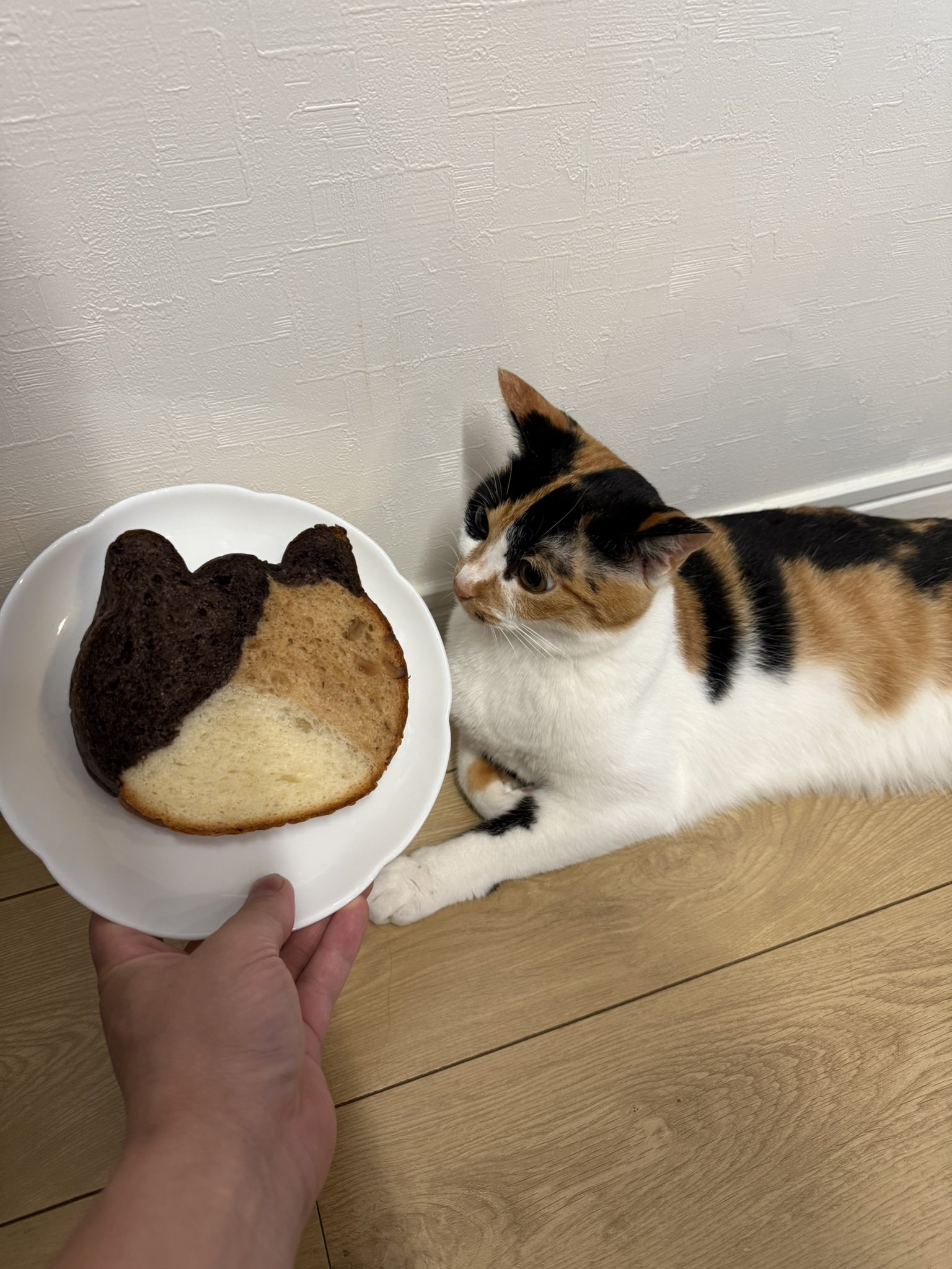 ねこねこ食パン【公式】 (@neko_shoku) / X
