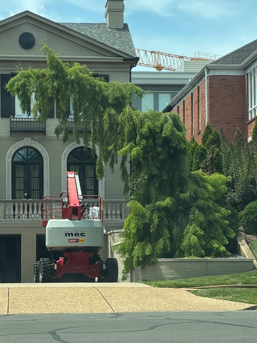 shitshowdotinfo's tweet image. what kind of tree is this