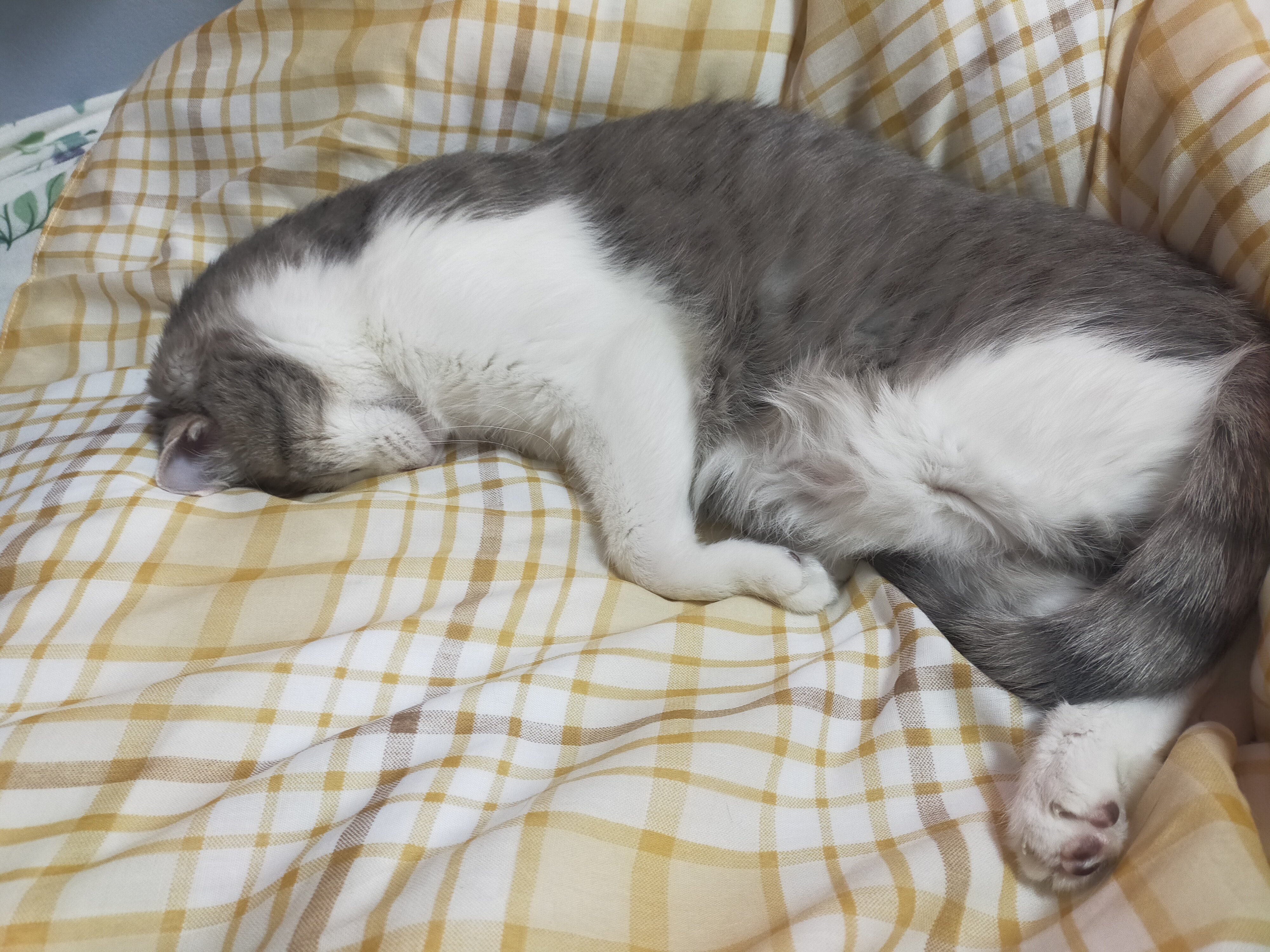 まさまさ(猫) on X: 
