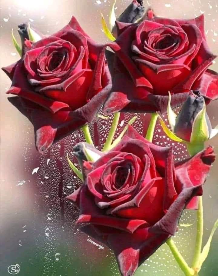 MikeServive's tweet image. LOVE SETS FREE
LOVE ACCEPTS YOU CANNOT CHANGE ANYONE
LOVE PRAYS
LOVE ENCOURAGES
LOVE COMES ALONG SIDE
LOVE DOESNT CONDEM
LOVE DOESNT SEEK CONTROL
LOVE IF SOMEONE WALKS AWAY LOVE ACCEPTS LETS GO BUT PRAYS