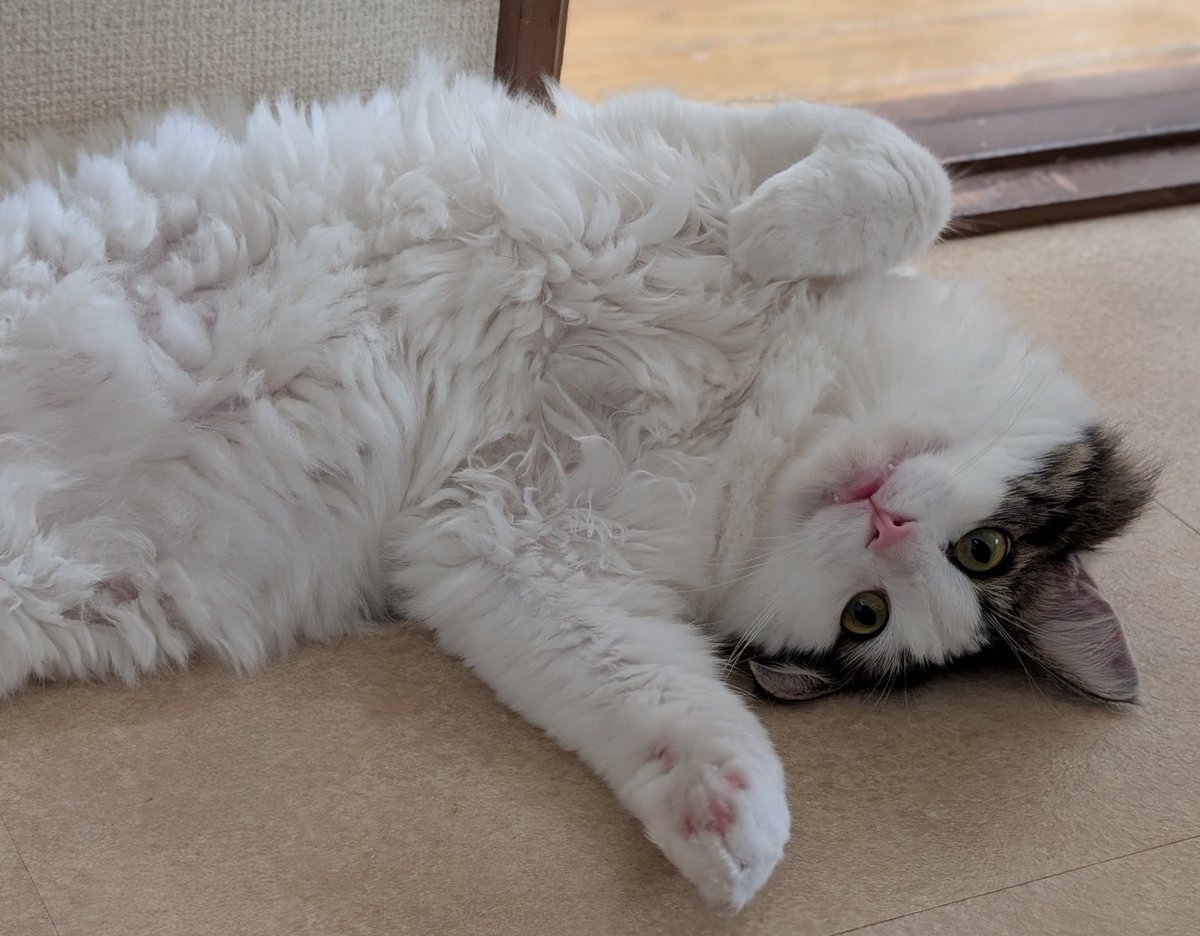 こんにちはでし〜✨

　牙チラかわいい😍