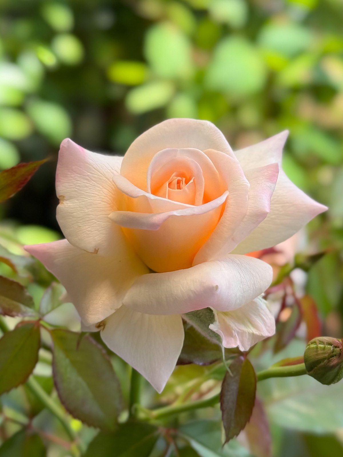 湖に咲く薔薇　3枚セット　ヘルメスやゴジラに 湖に咲く薔薇 3枚セット ヘルメスやゴジラに 国内外の人気が