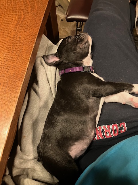 Newest family member, 8-week-old Snorri, named after the legendary Icelandic poet and historian, Snorri Sturluson....