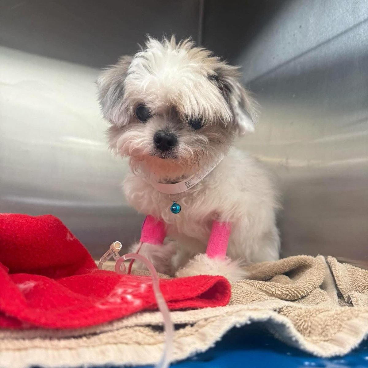 Rabito Kontento (@rabitokontento) on Twitter photo 🐾 Update de nuestra valiente Snowy 
Todo indica que el letargo y los vómitos fueron efectos secundarios de la quimioterapia. Por eso, se ha decidido descontinuar el tratamiento por el momento. Afortunadamente, su temperatura ya está estable, las radiografías no muestran masas 🐾 Update de nuestra valiente Snowy 
Todo indica que el letargo y los vómitos fueron efectos secundarios de la quimioterapia. Por eso, se ha decidido descontinuar el tratamiento por el momento. Afortunadamente, su temperatura ya está estable, las radiografías no muestran masas