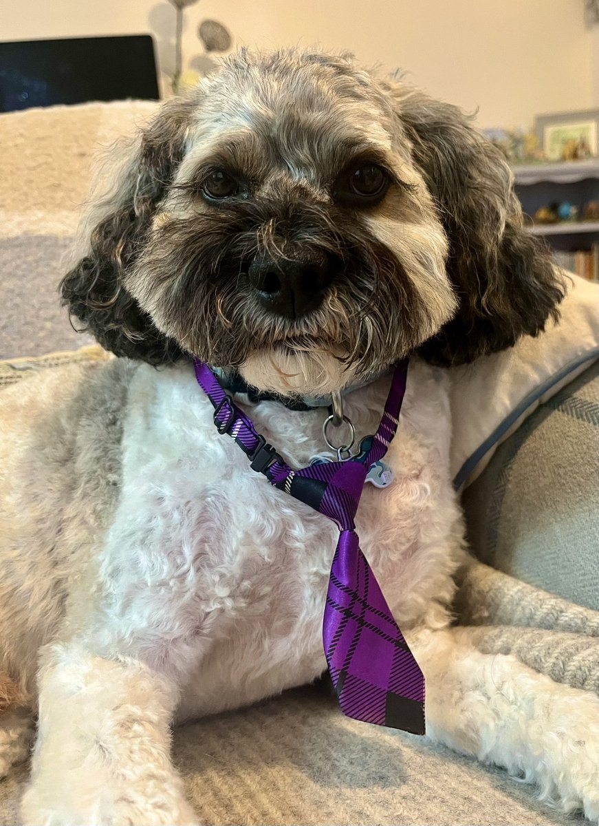 Chums! Baby Dog here. I’ve finally been to see Natalie for a trim and she has smartened me up! Some of you have been hinting that I’ve been looking a bit scruffy. How do I look now? As I get older, I notice that I can’t control my fur as well as I used to. I’ve got random hairs