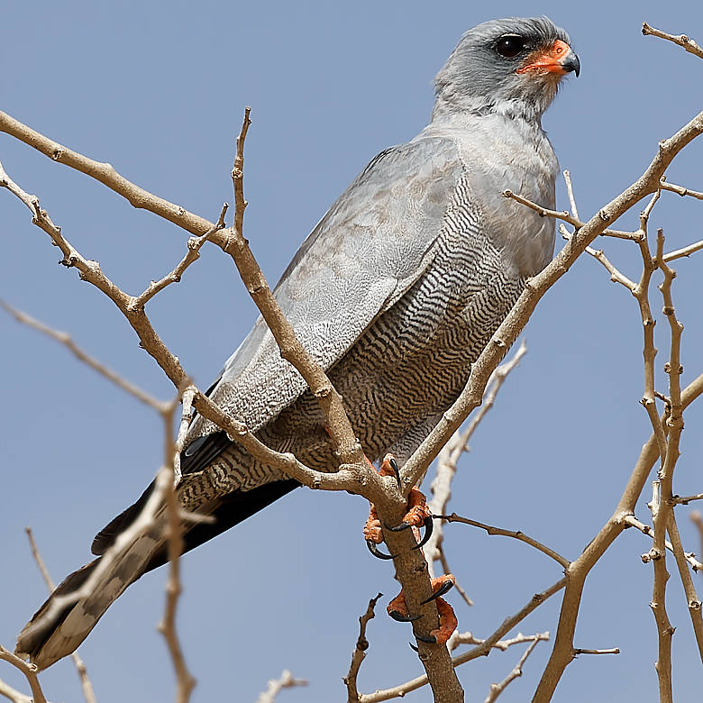 vafaned's tweet image. #Birding in #Senegal, #Africa  Driving back to Dakar and I pass a #beautiful #Goshawk.  
Dark Chanting-Goshawk

 #birdpicture #Africanbirds #BirdsSeenIn2025 #birds #birding #birdphotography #BirdsofX #NaturePhotography