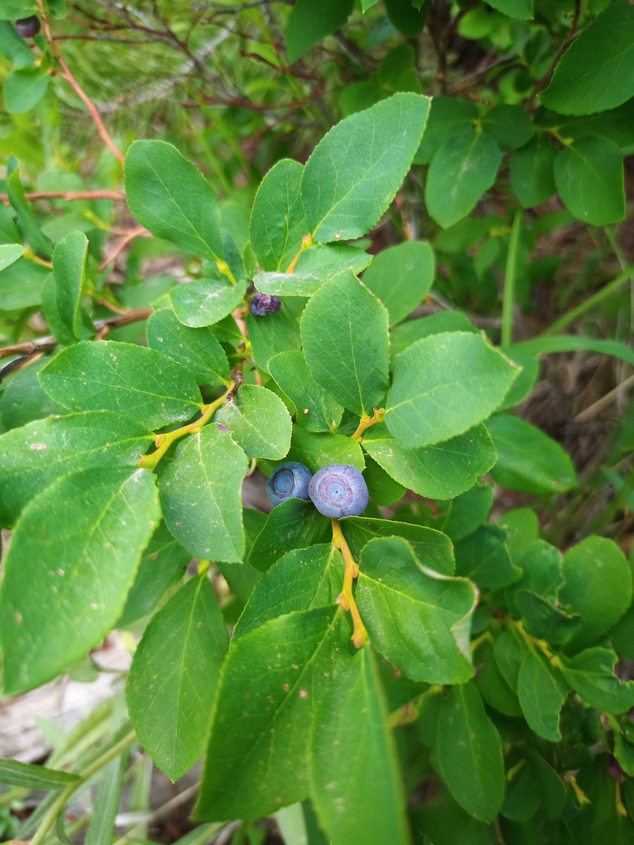 Matthew Hurley tweet media