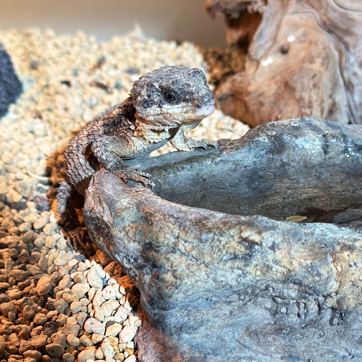 mopmop123456's tweet image. トカゲも水を飲む
こまめな水分補給で熱中症に気をつけよう
#ヒナタヨロイトカゲ