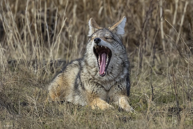 HourlyYote's tweet image. [🔗](api.tinyfox.dev/hourly/yotes/3…)