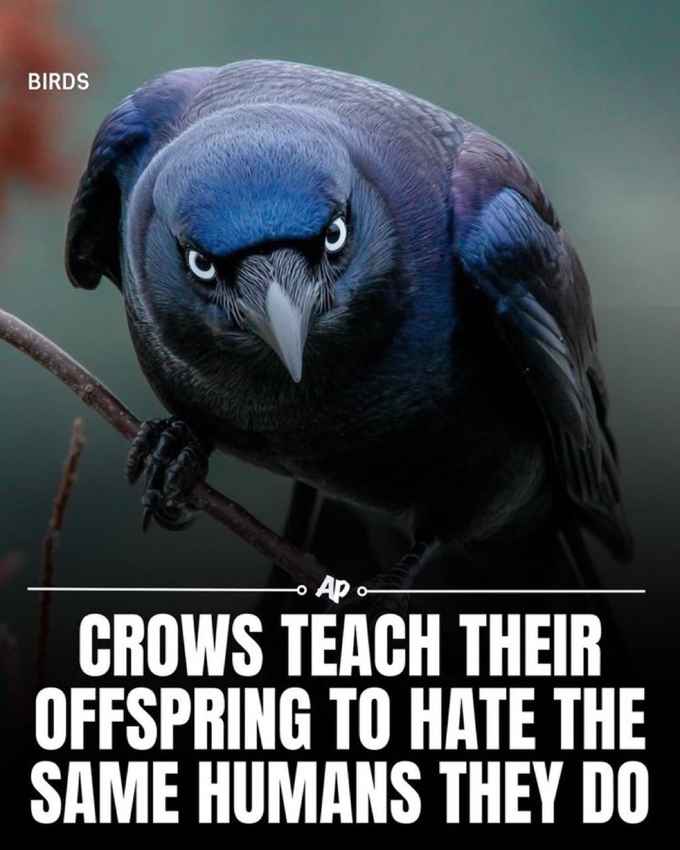 VonConspirator's tweet image. Be like a crow. Hold that grudge generationally lol