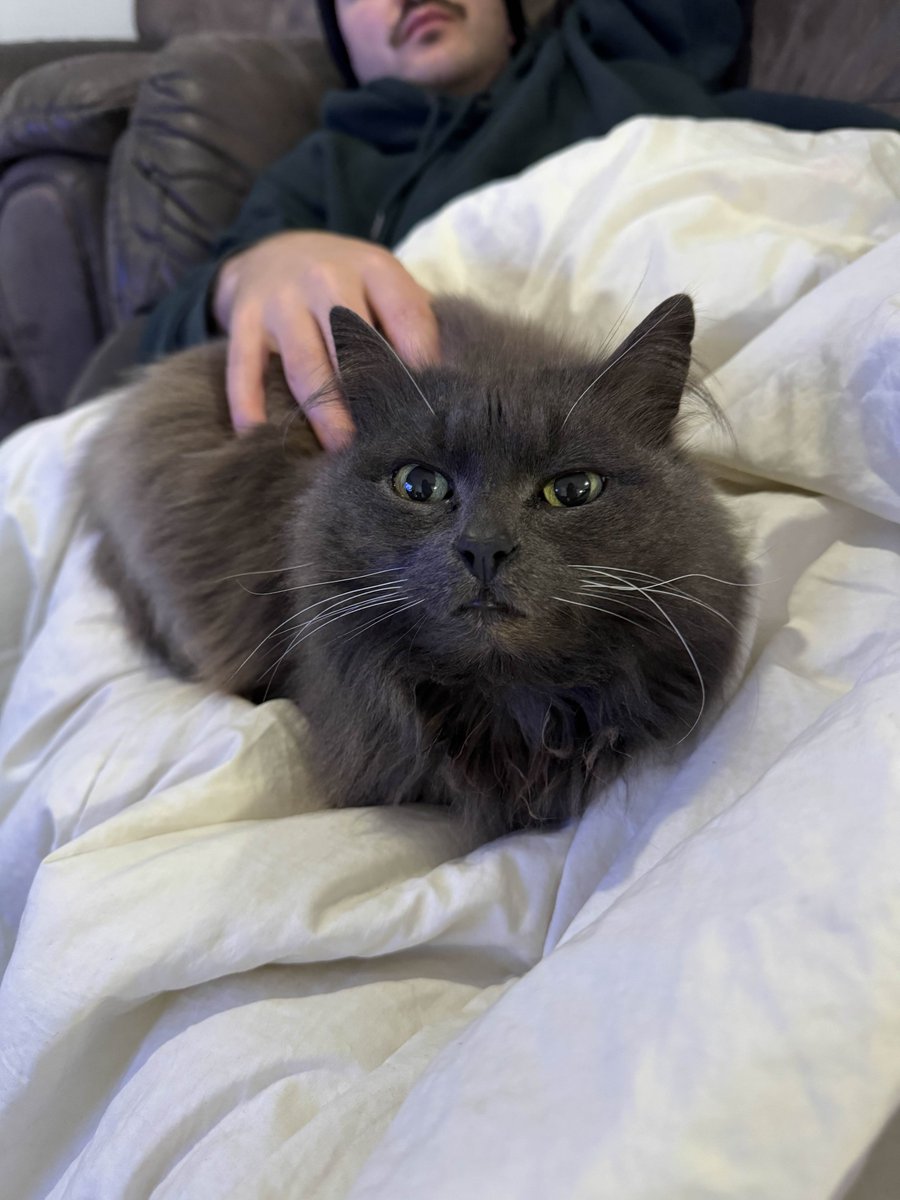 crocvt's tweet image. look at my cat. isn't she so cute. She's pleading that you come to my S T R E A M right now.
WHAT ARE YOU WAITING FOR?? L I V E ๐ด (not me in the photo btw LOL)