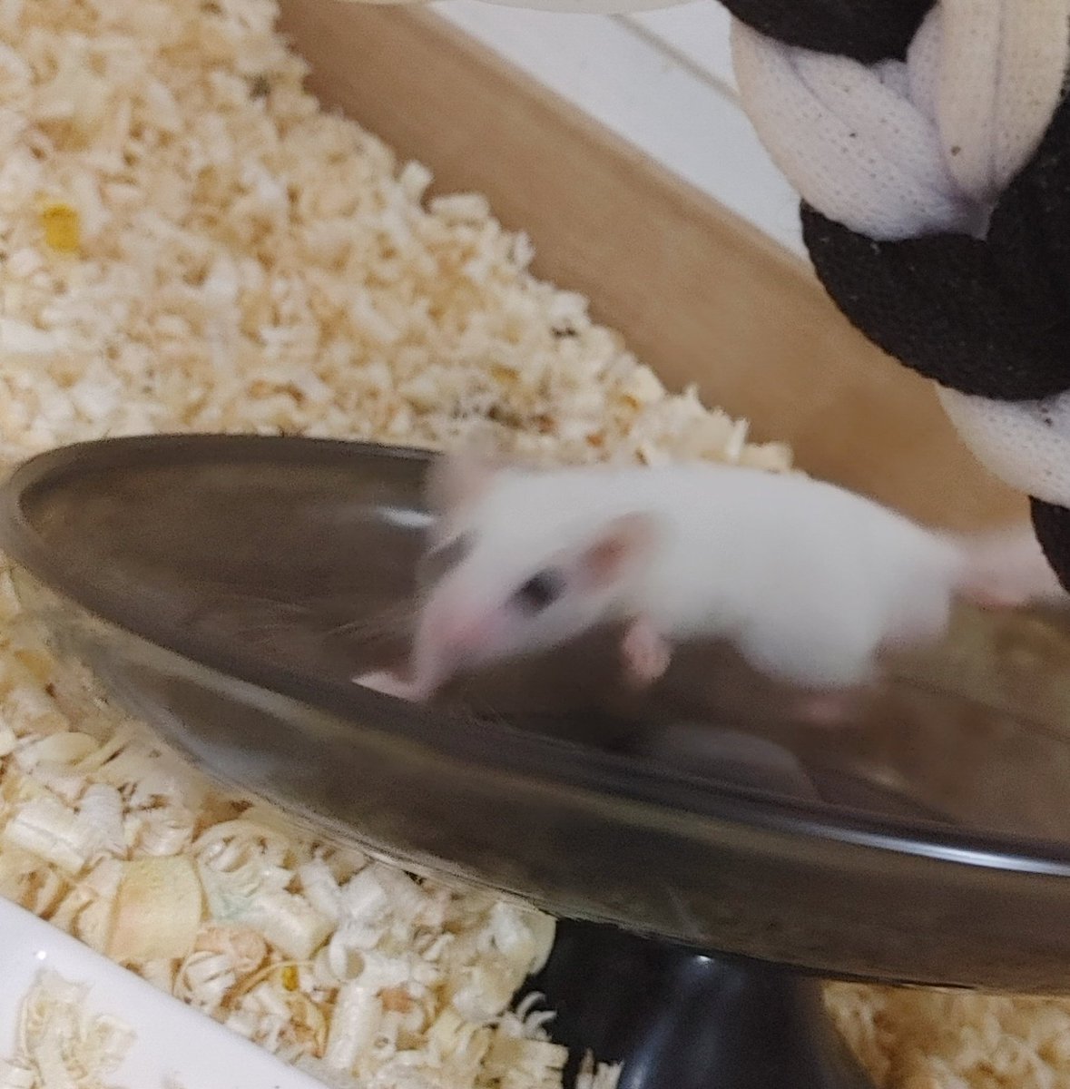 IshiMi__o0's tweet image. 제발 좀 자고 싶은 라라 공주님과
왜 아직까지 소저 돌리고 있는지 모르겠는 레오 왕자님...