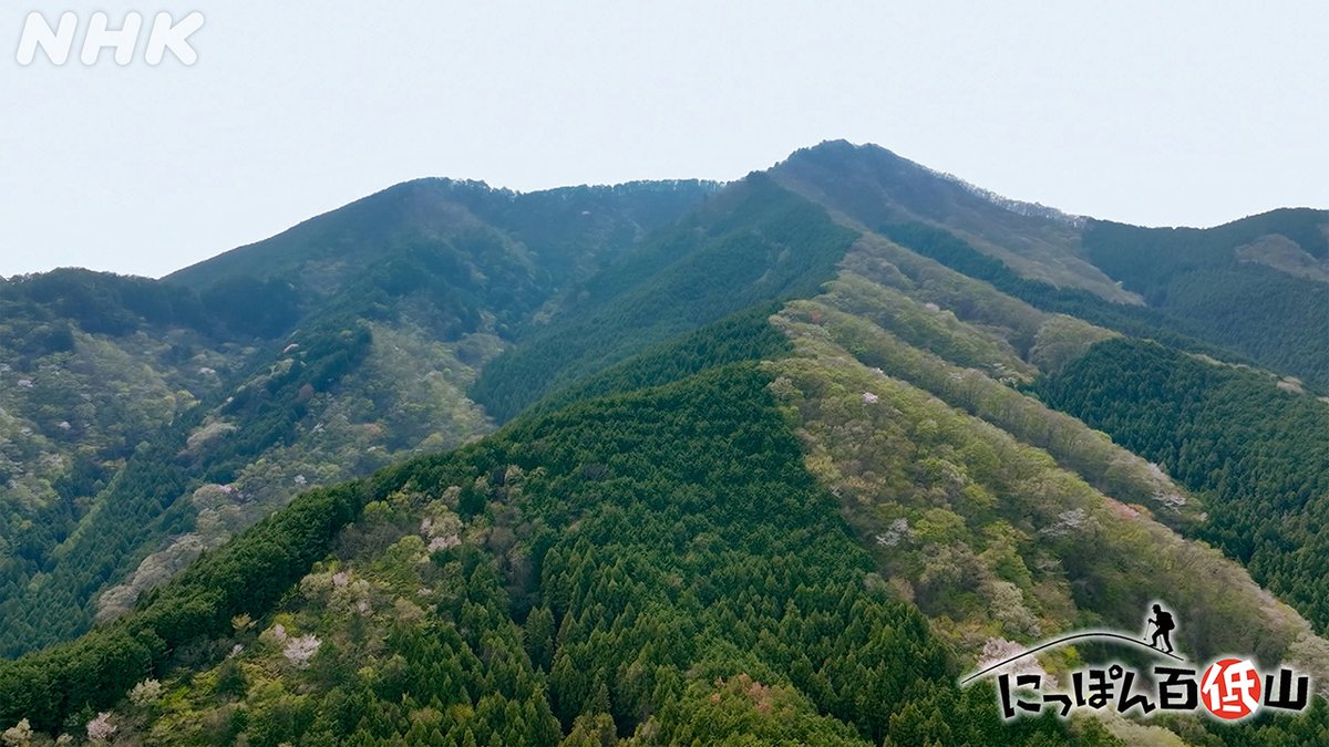 NHK_BS1's tweet image. 📺[BS]今夜7時00分

「#にっぽん百低山」
鳴神山・群馬

群馬県桐生市の北にそびえる #鳴神山 ⛰
そこには、世界でここにしかない #カッコソウ という花が咲く
なぜこの山にしか咲かないのだろうか？
その謎を求めて登っていくと…

▼番組HP
nhk.jp/p/ts/NLKZP1Q6Y…

#nhkbs #吉田類 #生方ななえ