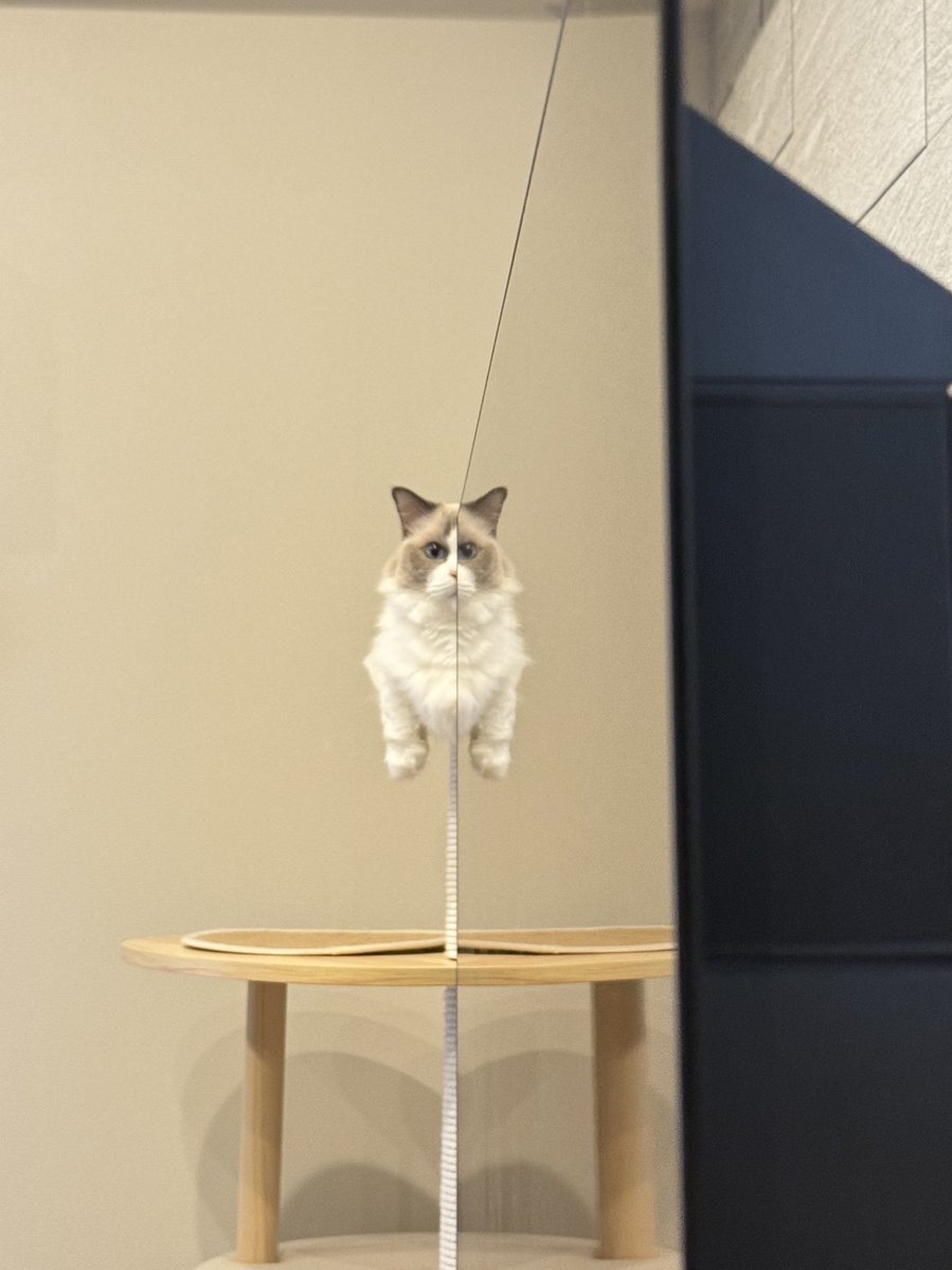 ragdoll0504's tweet image. 浮遊猫を目撃した